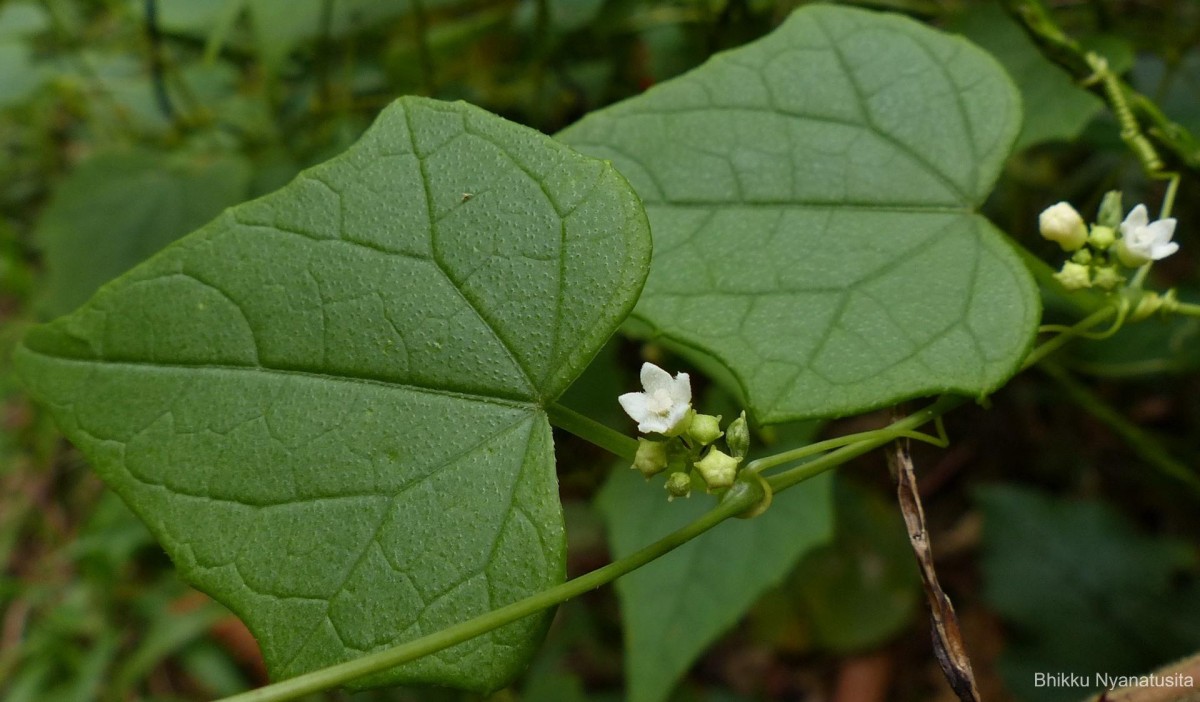 Zehneria maysorensis Arn.